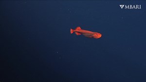 Fresh From the deep: A whalefish was spotted last week with ROV Doc Ricketts! This whalefish (order Cetomimiformes) was spotted by Steve Haddock and his team on their recent R/V Western Flyer expedition 2,013 meters (6,604 feet) deep offshore of Monterey Bay. We've only encountered these obscure fish 16 times in 34 years of deep-sea exploration with our remotely operated vehicles (ROVs). Whalefishes lack external scales and pelvic fins, and in adult fish, the eyes are very primitive and small. T