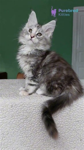 Meet Aurora: Gorgeous Black Tortoise Silver Marble Maine Coon Kitten ✨ Ready for Love! #MaineCoon