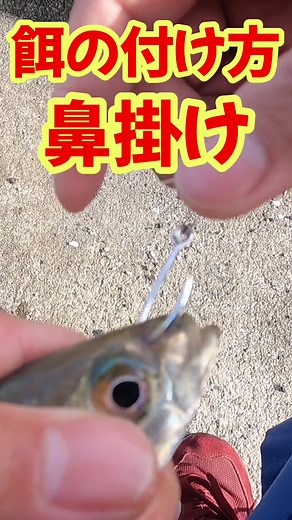 【餌の付け方・鼻掛け】🔰泳がせ釣り・ノマセ釣り#餌付け方#アジ#青物#泳がせ釣り#ノマセ釣り#釣り好き#魚釣り#堤防釣り#shorts