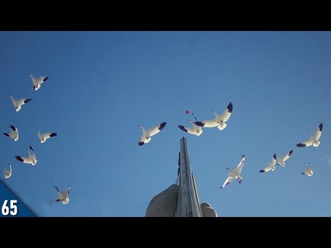 DECOYING Snow Geese Out of Layout Blinds | Snow Goose Hunting 2024