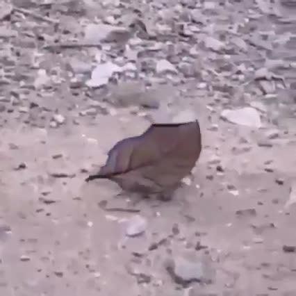 Death leaf butterfly 🦋🦋🦋 | Natural World