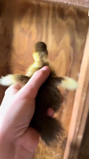 18 reactions | I just got back home and Red will NOT SHUT UP 旅 ️ -7358172960395578670_fix_001 #animals #farm #farmlife | V. Russell | Facebook