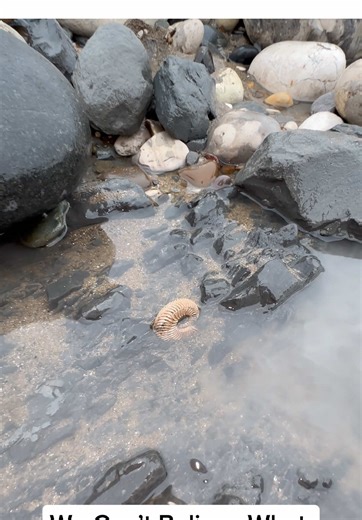 Fossil Hunting Adventure on a Remote Beach