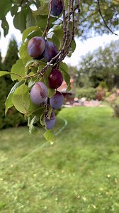 American Liberator History on Reels