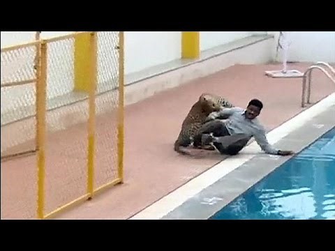 Attaque de léopard dans une école de Bangalore en Inde