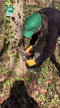 Invasive Plant Removal: English Ivy #invasiveplants #invasivevines #englishivy