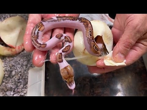 Pied Reticulated Pythons🤩