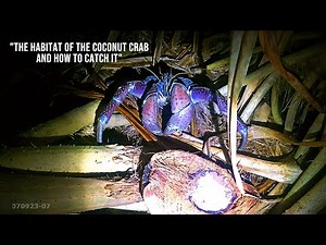 THE HABITAT OF THE COCONUT CRAB AND HOW TO CATCH IT