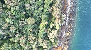 RSPB Scotland's newest nature reserve is an amazing slice of Scotland's Rainforest. Glencripesdale in Morven is bursting with life. Join Izzy Baker for a tour of our newest place for nature. With grateful thanks to The Banister Charitable Trust, The Carman Family Foundation and gifts in wills, who made the purchase of Glencripesdale possible | RSPB Scotland