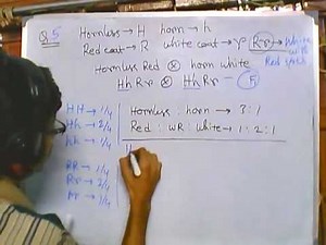 Genetics problems 6 (Codominance)