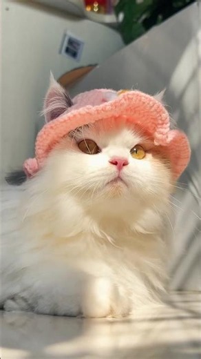 Innocent cat #pets #cat #funny #youtubeshorts #petshub #petsunited #shortsfeed#shorts#shortvideo#yt
