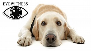 EYEWITNESS | Dog