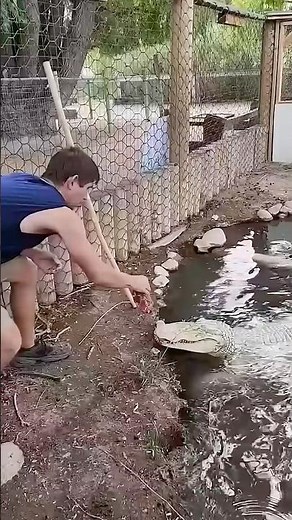 The Rare Ghost of the Swamp — Albino Alligator! 🐊👻 #wildlife #albino #animals