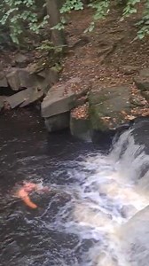 5.4K views · 20 reactions | We love rivelin ❄️❄️❄️❄️ Jump. Chat. Connection. Cold. Men been men. Great energy "Shiver in the River" . Free mens Cold water therapy every Saturday. #Sheffielddippers and #manbeast | Man Beast Strongman Events | Facebook
