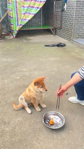 The puppy knows how to respect its owner.#shorts #funny #cute #pets #comedy