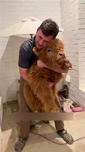 Adorable Scottish Highland Cow #shortsvideo