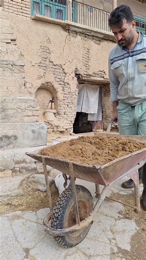 Removing cow manure from the barn