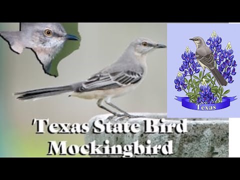 Mockingbird The Official State Bird of Texas.