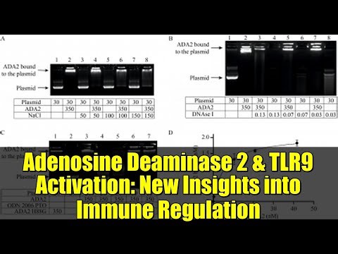 Adenosine Deaminase 2 & TLR9 Activation: New Insights into Immune Regulation