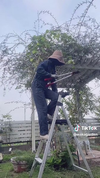 モッコウバラの剪定方法とコツ