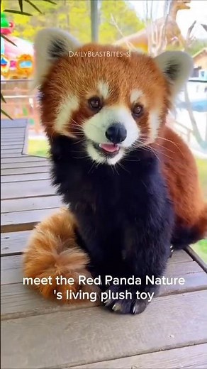 Why Red Pandas Are the Cutest Creatures on Earth 🐾🍂 #pets #pandas #adorable #cute