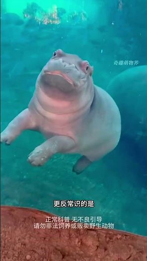 Someone asked, why is the hippo there to make up for the lack of actual horses in the river? #Ani...
