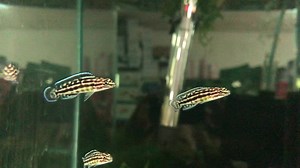 Hoy te contamos acerca de los Julidochromis Marlieri: ✅Son cíclidos africanos del Tanganyika ✅ Son territoriales ✅Llegan a crecer hasta 12cm ✅Son de agua templada ✅ Tienen una dieta variada ✅ Ideales en acuarios de 200lts en adelante y prefieren vivir en grupos | acuaworld
