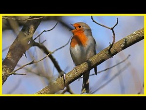The Enchanting Melody of the European Robin’s Song #birds #birdsounds #birdlovers #birdsong