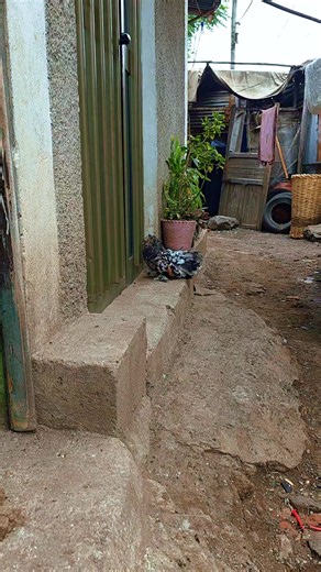 Fancy pigeons in Ethiopia: breeds, care, and breeders