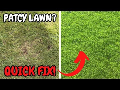 How To Fix A Patchy Lawn Quickly