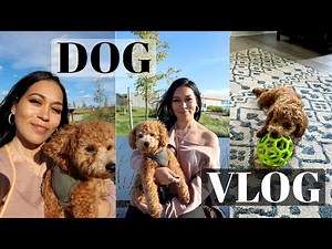 DOG VLOG | MINI POODLE FULL GROWN | PETCO Groomers, homemade food, Greenie pill pockets 🍂