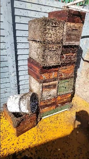 Honey robbers. #bees