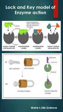 Lock and Key Model of Enzyme Action