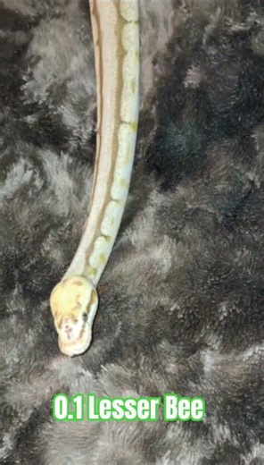 0.1 Lesser Bee #lesser #bee #spider #ballpython #ballpythons #snake #reptiles #python #serpent #ball