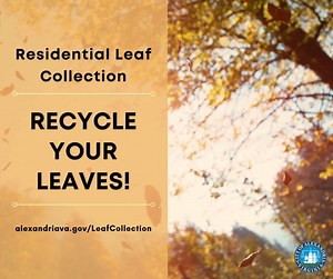 The City of Alexandria's seasonal leaf vacuuming and leaf bag collection program is underway! If you are a resident who receives City trash and recycling collection services, learn how you can recycle your leaves: https://alexandriava.gov/LeafCollection | AlexandriaVA.gov