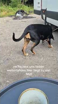 Ellis erster Tag in Polen ❤️🐶🐾