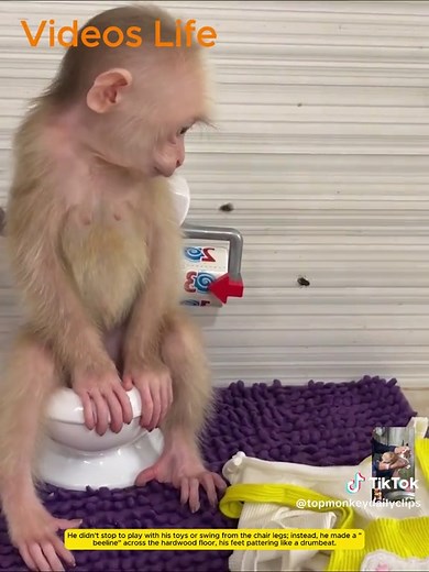 Baby Monkey Experiences Diarrhea After Eating Spoiled Food