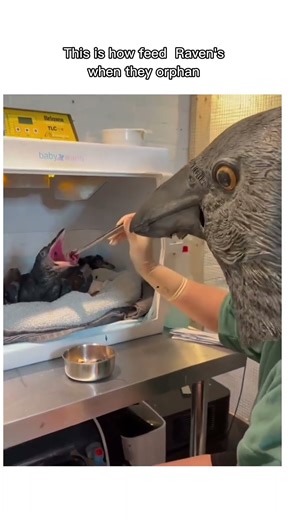 Raven orphan #shorts #knowledge #wildlife