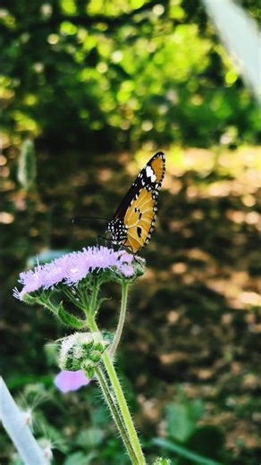 Plain Tiger Butterfly Slow Motion | Beautiful Butterfly Footage | Plain Tiger Butterfly Nature 🦋