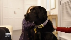 Grieving families are being supported by a new furry, funeral home assistant. Geelong-based labrador "Womble" is believed to be Australia's first grief comfort dog. #9News | Nightly at 6pm | 9 News Melbourne