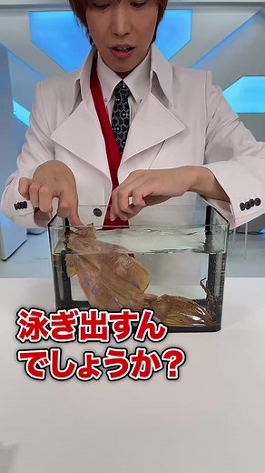 スルメイカの生き返る実験：重曹でプリプリに戻す方法