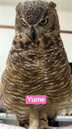 GN🦉#owl #animals #familia #family #pets #猫头鹰 #올빼미 #búho #hibou #сова #フクロウ #ふくろう #猛禽類 #kawaii #yume