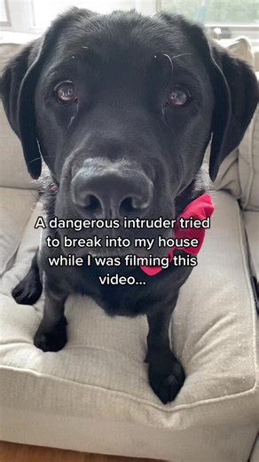 Barking Dog scares away a dangerous intruder! Crazy story caught on camera! . . . #siberianhusky #husky #huskypuppy #huskypups #puppies #pupstagram #puppiesofinstagram #huskygram #huskysofinstagrar #9gagcute #barked #weeklyfluff #instahusky #dogsofinstagram #huskvsofia #huskvoicofthedav #huskyowner #huskypage #huskyoftheday #huskyheaven #huskysofinstagram #huskyworld #huskylovers #huskygram #adventuredogs #aestheticdogs #golden #goldenretriever #goldenhour #goldensofinstagram | Black Golden Retr