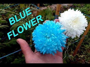 Make perfect blue bloom flowers at home