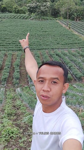 Harga Cabe 100rb/kg dan Penggunaan Drone di Pertanian