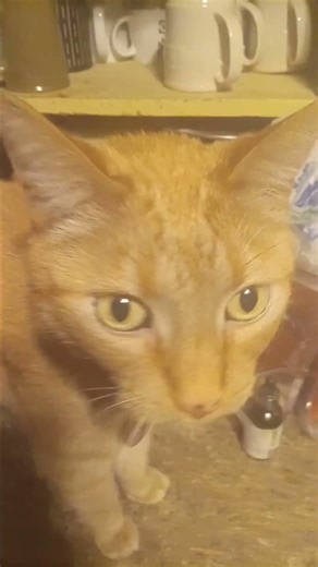 I Tried to get Tigger to say hi. Tigger the Tiggerful Part Eight