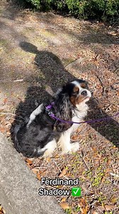 Phil 🦫 may have predicted an early spring this morning in Punxsutawney but the TMH Animal Therapy grounddogs 🐕‍🦺 think we have a few more weeks of winter in our future. | Tallahassee Memorial HealthCare - TMH