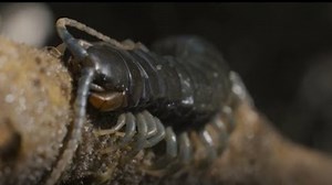 Giant African Centipede vs Human Showdown