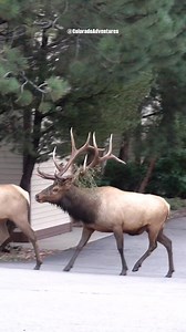 318K views · 2.4K reactions | Bull elk bugling in Estes Park Colorado during the rut last year. . . . #bullelk #elk #elkrut #elkbugle #estespark #estesparkcolorado #coloradoadventures | Colorado Adventures | Facebook
