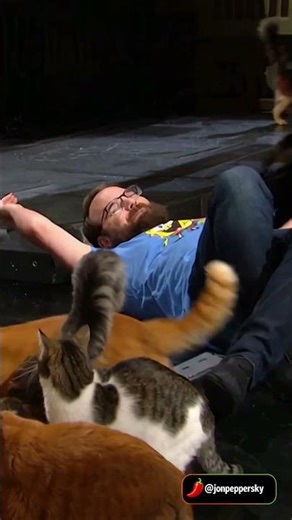 Finally had my shot on #saturdaynightlive ruined by #cats #snl #parody #latenighttelevision #cat